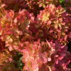 Hydrangea paniculata 'Graffiti' - Aedhortensia 'Graffiti' C5/5L Hydrangea paniculata 'Graffiti' - Aedhortensia 'Graffiti' C5/5L